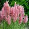 Pink Pampas Grass - Cortaderia Selloana ?Rosea?