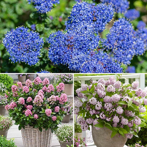 Flowering Shrub Collection Set Of 3 1 Flowering Shrub Collection Set Of 3