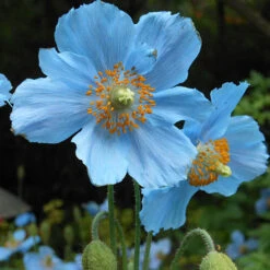 Blue Himalayan Poppy -Yougarden Online Store 560486 2