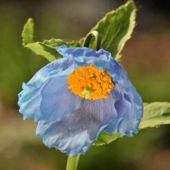 Blue Himalayan Poppy -Yougarden Online Store 560486 3