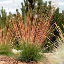 Festuca 'Sunrise'