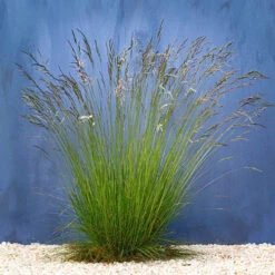 Festuca 'Sunrise' 11 Festuca 'Sunrise' -Yougarden Online Store 560942 2