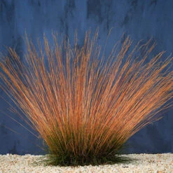 Festuca 'Sunrise' 12 Festuca 'Sunrise' -Yougarden Online Store 560942 3