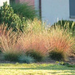 Festuca 'Sunrise' 13 Festuca 'Sunrise' -Yougarden Online Store 560942 4
