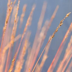 Festuca 'Sunrise' 14 Festuca 'Sunrise' -Yougarden Online Store 560942 5