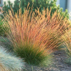 Festuca 'Sunrise' 15 Festuca 'Sunrise' -Yougarden Online Store 560942 6