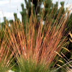 Festuca 'Sunrise' 16 Festuca 'Sunrise' -Yougarden Online Store 560942 7