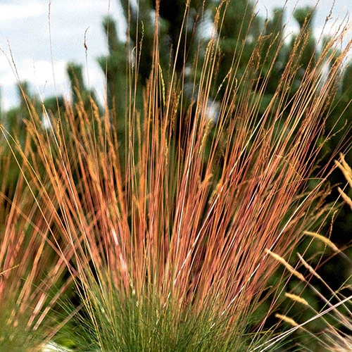 Festuca 'Sunrise' 8 Festuca 'Sunrise' - Image 8