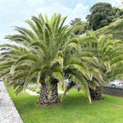 Phoenix Canariensis 'Canary Island Date Palm' 10 Phoenix Canariensis 'Canary Island Date Palm' -Yougarden Online Store 680005 2