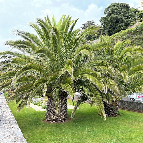 Phoenix Canariensis 'Canary Island Date Palm' 3 Phoenix Canariensis 'Canary Island Date Palm' - Image 3