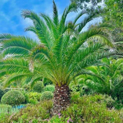 Phoenix Canariensis 'Canary Island Date Palm' 11 Phoenix Canariensis 'Canary Island Date Palm' -Yougarden Online Store 680005 3