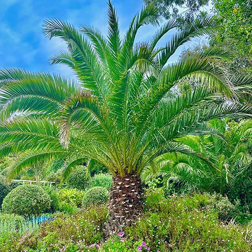 Phoenix Canariensis 'Canary Island Date Palm' 4 Phoenix Canariensis 'Canary Island Date Palm' - Image 4