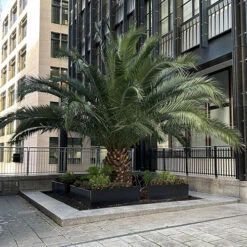 Phoenix Canariensis 'Canary Island Date Palm' 15 Phoenix Canariensis 'Canary Island Date Palm' -Yougarden Online Store 680005 7
