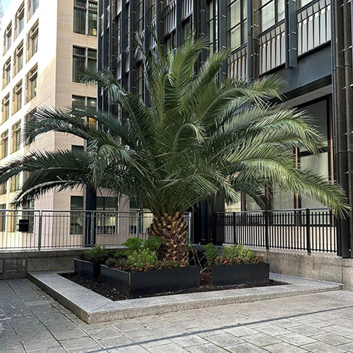 Phoenix Canariensis 'Canary Island Date Palm' 8 Phoenix Canariensis 'Canary Island Date Palm' - Image 8
