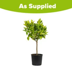 Large Orange Tree -Yougarden Online Store 680019 4