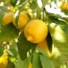 Large 'Eureka' Lemon Tree