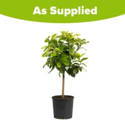 Large 'Eureka' Lemon Tree -Yougarden Online Store 680020 4