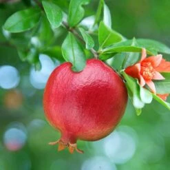 Hardy Pomegranate Bush
