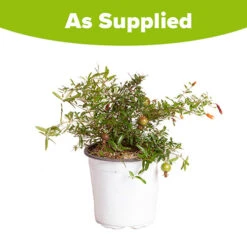 Hardy Pomegranate Bush -Yougarden Online Store 680066 4