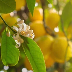 Pair Of Large Lemon Trees -Yougarden Online Store 680092 3