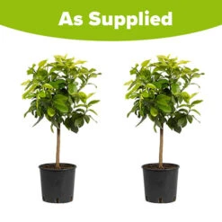Pair Of Large Lemon Trees -Yougarden Online Store 680092 4