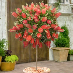 Callistemon 'Bottlebrush'