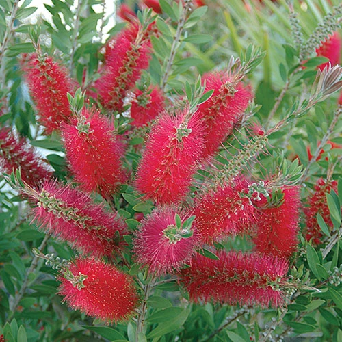 Callistemon 'Bottlebrush' 2 Callistemon 'Bottlebrush' - Image 2