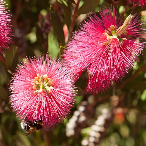 Callistemon 'Bottlebrush' 3 Callistemon 'Bottlebrush' - Image 3