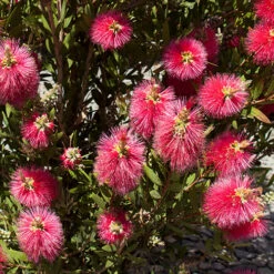 Callistemon 'Bottlebrush' 11 Callistemon 'Bottlebrush' -Yougarden Online Store 680093 4