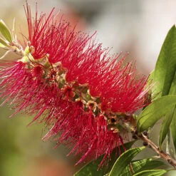 Callistemon 'Bottlebrush' 13 Callistemon 'Bottlebrush' -Yougarden Online Store 680093 6