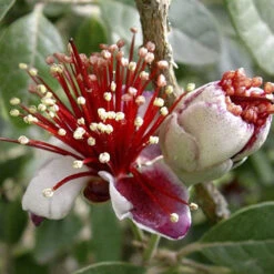 Pineapple Guava - Acca Sellowiana -Yougarden Online Store 680146 2