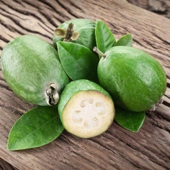 Pineapple Guava - Acca Sellowiana -Yougarden Online Store 680146 3