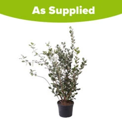 Pineapple Guava - Acca Sellowiana -Yougarden Online Store 680146 4