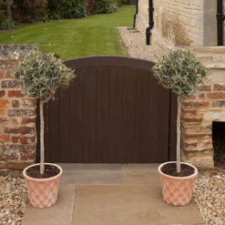 Pair Of Olive Trees -Yougarden Online Store 680233 2