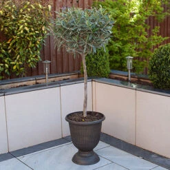 Pair Of Olive Trees -Yougarden Online Store 680233 3