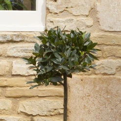 Standard Bay Tree -Yougarden Online Store 680234 2