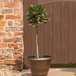 Standard Bay Tree -Yougarden Online Store 680234 3