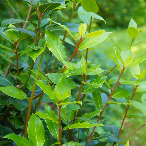 Bay Tree Bush 2 Bay Tree Bush - Image 2