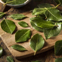 Bay Tree Bush 7 Bay Tree Bush -Yougarden Online Store 680266 2