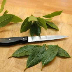 Bay Tree Bush 8 Bay Tree Bush -Yougarden Online Store 680266 3