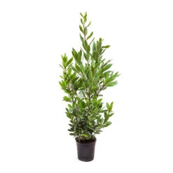 Bay Tree Bush 9 Bay Tree Bush -Yougarden Online Store 680266 4