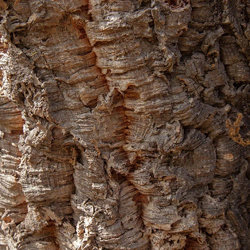 Quercus Suber (Cork Oak) 80-90cm 3L 2 Quercus Suber (Cork Oak) 80-90cm 3L - Image 2