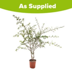 Quercus Suber (Cork Oak) 80-90cm 3L 5 Quercus Suber (Cork Oak) 80-90cm 3L -Yougarden Online Store 680281 2