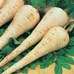 Root Vegetable Seed Collection -Yougarden Online Store 700050 2