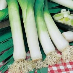 Greens Vegetable Seed Collection 7 Greens Vegetable Seed Collection -Yougarden Online Store 700051 2