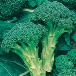 Greens Vegetable Seed Collection 9 Greens Vegetable Seed Collection -Yougarden Online Store 700051 4