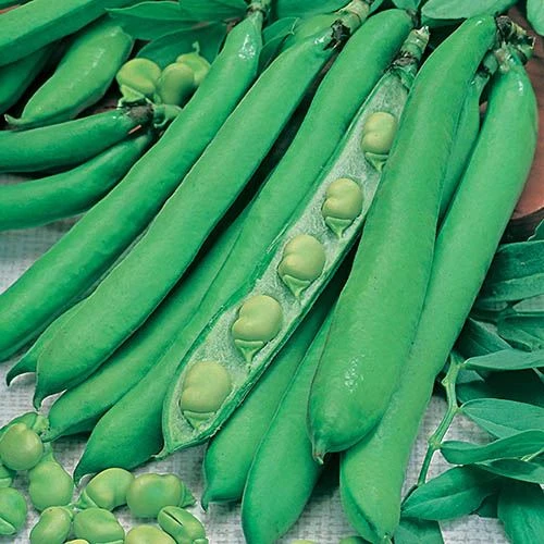 Bean Seed Collection 2 Bean Seed Collection - Image 2