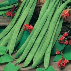 Bean Seed Collection 7 Bean Seed Collection -Yougarden Online Store 700053 2