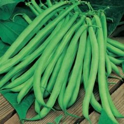 Bean Seed Collection 8 Bean Seed Collection -Yougarden Online Store 700053 3
