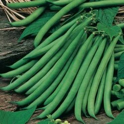 Bean Seed Collection 9 Bean Seed Collection -Yougarden Online Store 700053 4